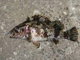 タケノコメバル2匹 蟹1匹