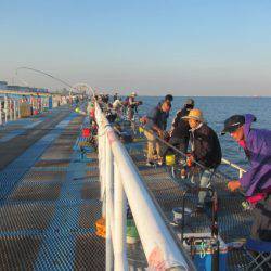 オリジナルメーカー海づり公園(市原市海づり施設) 釣果