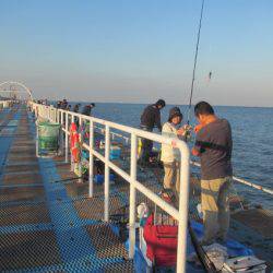 オリジナルメーカー海づり公園(市原市海づり施設) 釣果