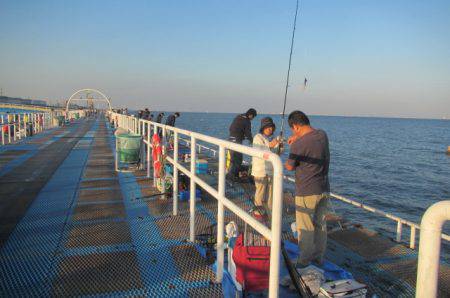 オリジナルメーカー海づり公園(市原市海づり施設) 釣果