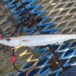 オリジナルメーカー海づり公園(市原市海づり施設) 釣果