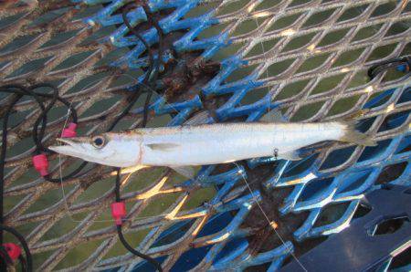 オリジナルメーカー海づり公園(市原市海づり施設) 釣果