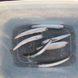 オリジナルメーカー海づり公園(市原市海づり施設) 釣果