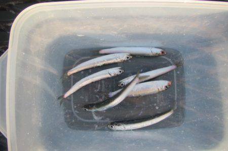 オリジナルメーカー海づり公園(市原市海づり施設) 釣果