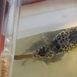 オリジナルメーカー海づり公園(市原市海づり施設) 釣果