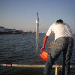 オリジナルメーカー海づり公園(市原市海づり施設) 釣果