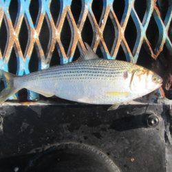 オリジナルメーカー海づり公園(市原市海づり施設) 釣果