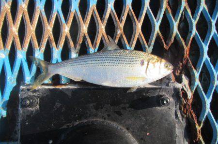 オリジナルメーカー海づり公園(市原市海づり施設) 釣果
