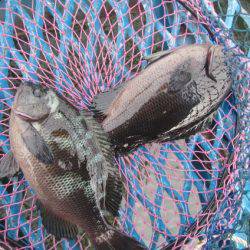 オリジナルメーカー海づり公園(市原市海づり施設) 釣果