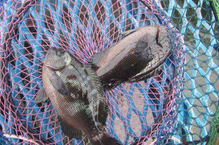 オリジナルメーカー海づり公園(市原市海づり施設) 釣果