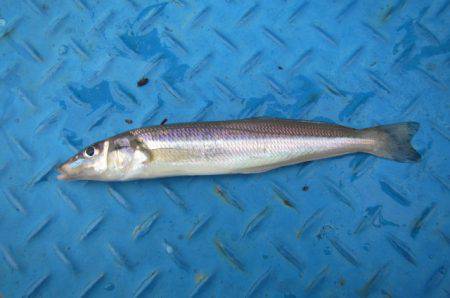 オリジナルメーカー海づり公園(市原市海づり施設) 釣果