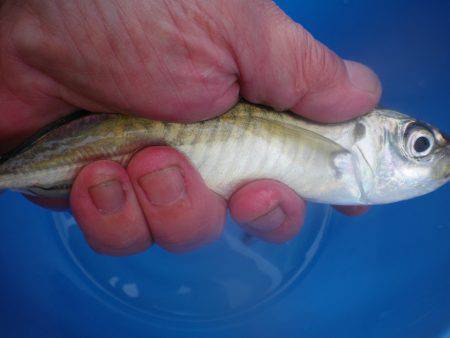 オリジナルメーカー海づり公園(市原市海づり施設) 釣果