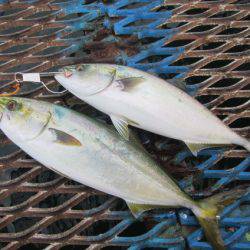 オリジナルメーカー海づり公園(市原市海づり施設) 釣果