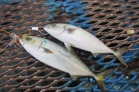 オリジナルメーカー海づり公園(市原市海づり…