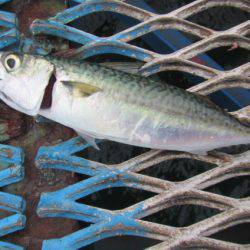 オリジナルメーカー海づり公園(市原市海づり施設) 釣果