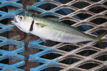 オリジナルメーカー海づり公園(市原市海づり施設) 釣果