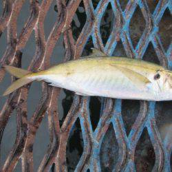 オリジナルメーカー海づり公園(市原市海づり施設) 釣果