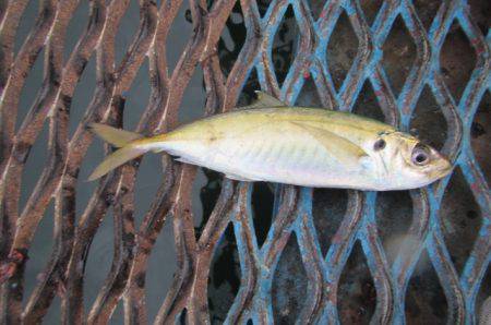 オリジナルメーカー海づり公園(市原市海づり施設) 釣果