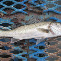 オリジナルメーカー海づり公園(市原市海づり施設) 釣果
