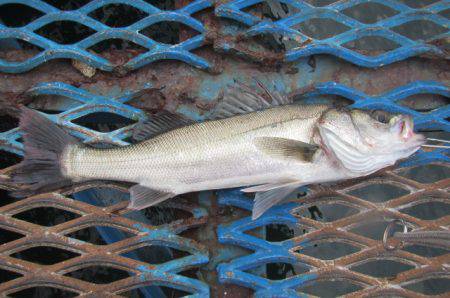 オリジナルメーカー海づり公園(市原市海づり施設) 釣果