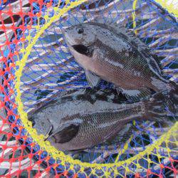 オリジナルメーカー海づり公園(市原市海づり施設) 釣果