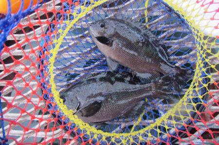 オリジナルメーカー海づり公園(市原市海づり施設) 釣果