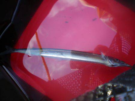 オリジナルメーカー海づり公園(市原市海づり施設) 釣果