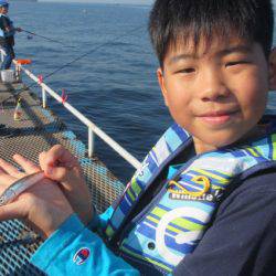 オリジナルメーカー海づり公園(市原市海づり施設) 釣果