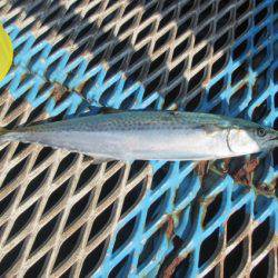 オリジナルメーカー海づり公園(市原市海づり施設) 釣果