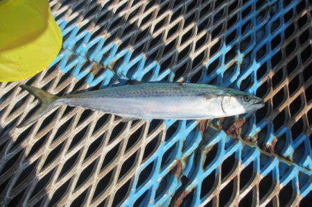 オリジナルメーカー海づり公園(市原市海づり施設) 釣果