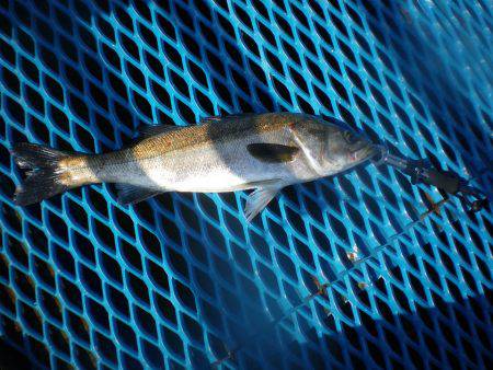 オリジナルメーカー海づり公園(市原市海づり施設) 釣果