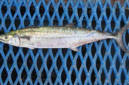 オリジナルメーカー海づり公園(市原市海づり施設) 釣果