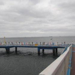 オリジナルメーカー海づり公園(市原市海づり施設) 釣果