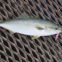 オリジナルメーカー海づり公園(市原市海づり施設) 釣果