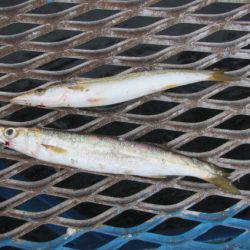 オリジナルメーカー海づり公園(市原市海づり施設) 釣果