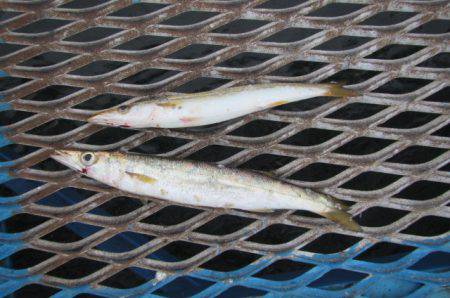 オリジナルメーカー海づり公園(市原市海づり施設) 釣果