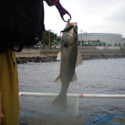 オリジナルメーカー海づり公園(市原市海づり施設) 釣果