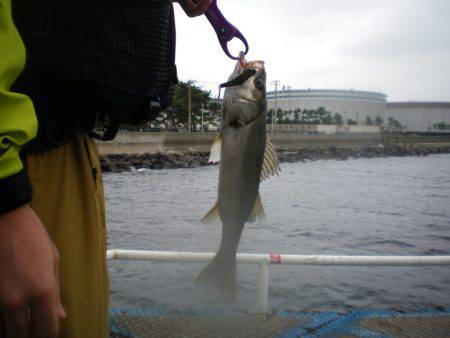 オリジナルメーカー海づり公園(市原市海づり施設) 釣果