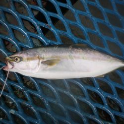 オリジナルメーカー海づり公園(市原市海づり施設) 釣果