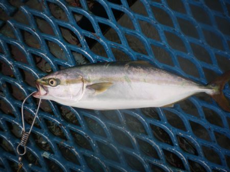 オリジナルメーカー海づり公園(市原市海づり施設) 釣果