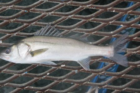 オリジナルメーカー海づり公園(市原市海づり…