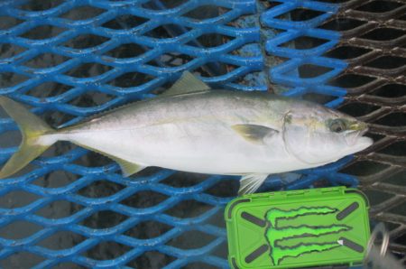 オリジナルメーカー海づり公園(市原市海づり施設) 釣果