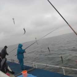 オリジナルメーカー海づり公園(市原市海づり施設) 釣果