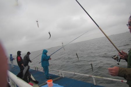 オリジナルメーカー海づり公園(市原市海づり施設) 釣果