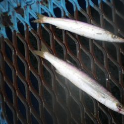 オリジナルメーカー海づり公園(市原市海づり施設) 釣果