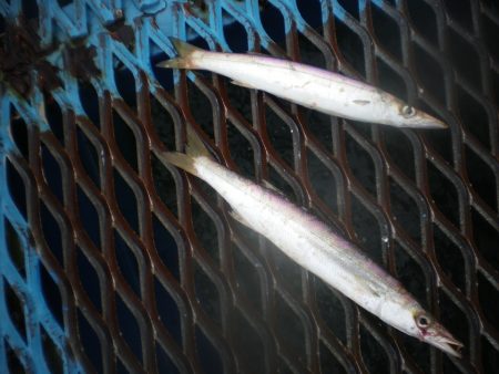 オリジナルメーカー海づり公園(市原市海づり施設) 釣果