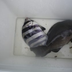 オリジナルメーカー海づり公園(市原市海づり施設) 釣果