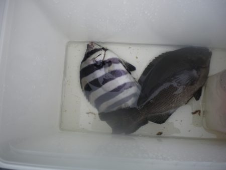 オリジナルメーカー海づり公園(市原市海づり施設) 釣果