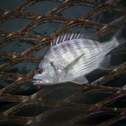 オリジナルメーカー海づり公園(市原市海づり施設) 釣果