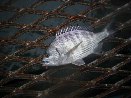 オリジナルメーカー海づり公園(市原市海づり施設) 釣果